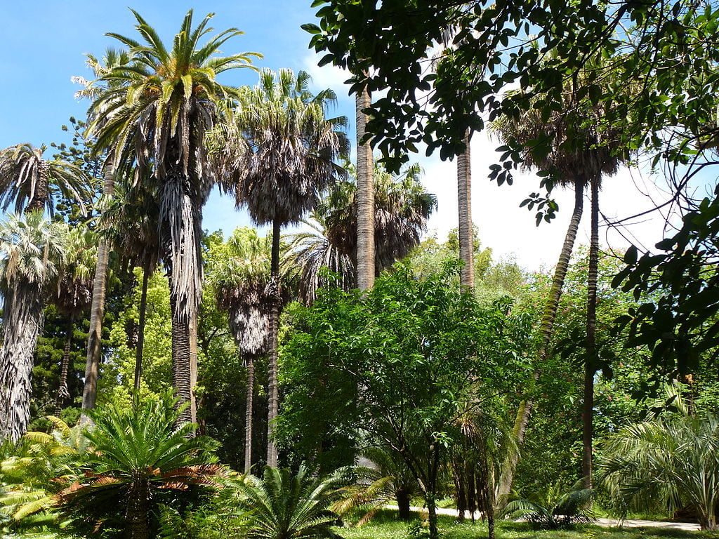 jardin botanique lisbonne