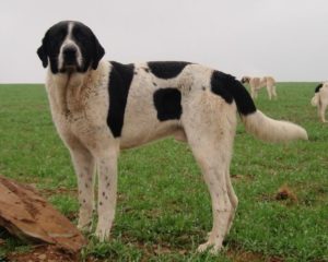 Cão de Gado Transmontano