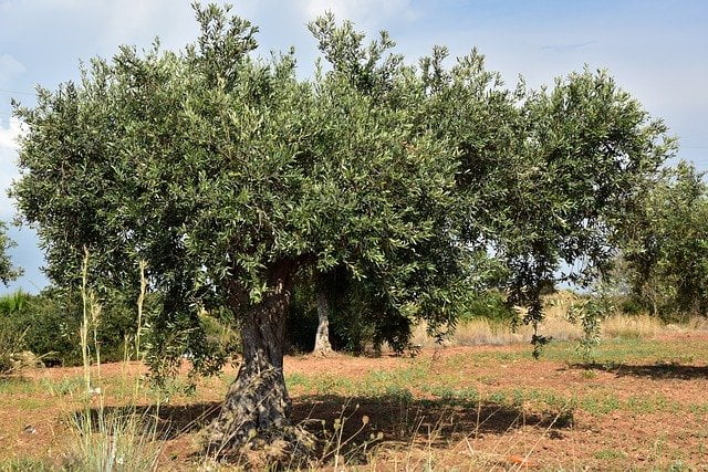 Plus vieil olivier du monde