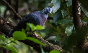 Pigeon trocaz